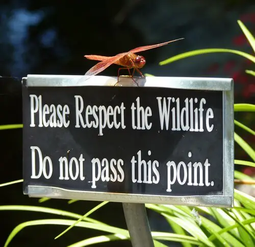 Respect wildlife